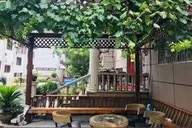 为什么很多小院都不搭葡萄架了？说点大实话图片