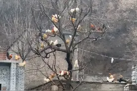 河南女子见树上挂满了鸡，养殖场：可能是火鸡，翅膀大飞得远，在当地很常见图片