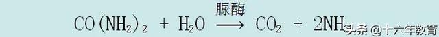 高中生物重要生化知识图解记忆（建议收藏）
