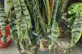 秋天到，虎皮兰太饿了，土里放4种渣渣，新芽疯长，挤爆花盆！图片