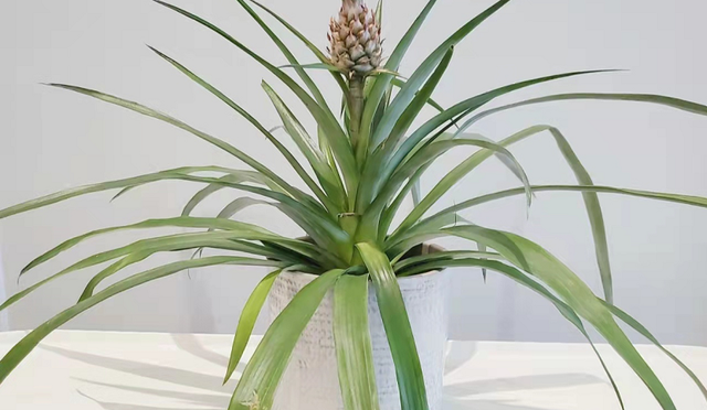 菠萝头别扔掉,拿回家洗洗,长出一盆小绿植(如何种凤梨头) - 冷求网