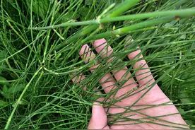 节节草是什么？提醒：老年人用它来泡脚，或解决多年“老问题”图片