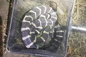 看见银环蛇好像呼吸都变得有点困难了。图片