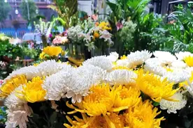 绿色清明 文明祭祀 科学城在行动图片