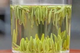 不要被忽悠了，这才是茉莉花茶新茶的上市时间图片