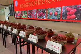 不辞长作岭南人！70多个荔枝新品亮相广西图片