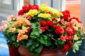 养花只浇水，根本养不好，记住“六不缺”，叶子油绿根系壮图片