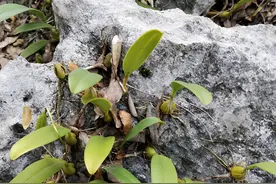 和石头粘在一起，俗称石橄榄，殊不知是“草中燕窝”，十分珍贵！图片