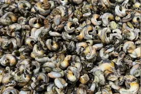 冬天，少吃猪肉多吃海螺！一次多囤些放冰箱冻起来，包饺子吃特鲜图片