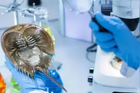 存活了四亿年没有天敌，直到被人类发现，一升血的价格超十万元图片