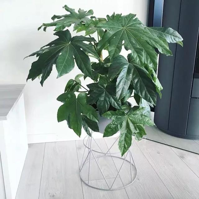 满满的热带度假风,最适合摆客厅(室内大叶植物有哪些 喜阴) - 冷求网