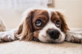 狗狗走丢一个月回家疯狂撞门：为啥土狗能找到回家的路？图片