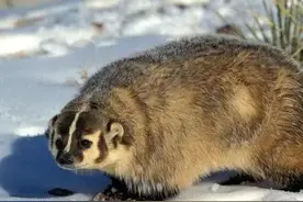 乡土散文：深山拾趣——抠獾子图片