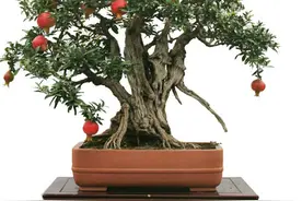 石榴花养殖重点在哪？做到这几点，促花促果才是王道图片