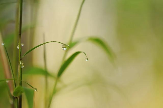 王维的诗有哪些（王维最经典的7首诗）