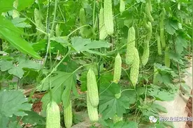 想要种植高产苦瓜，需要哪些技巧？图片