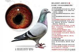 一分价钱一分货，开尔引进的超级铭鸽表现如何？答案都在这里图片