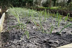 草木灰养花好处多，但很多植物不适用，附免费土壤酸碱检测的技巧图片