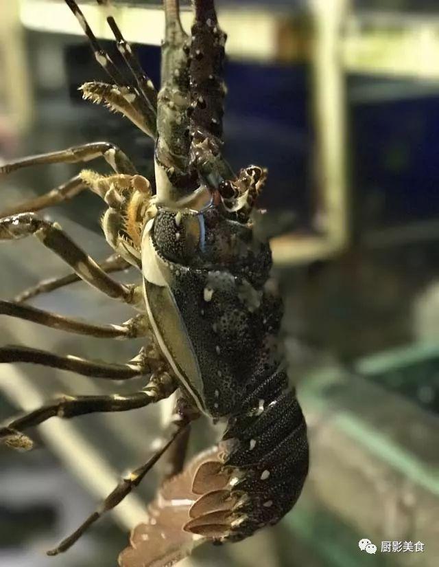 40头的花胶是几级 2025年花胶40头是什么意思?