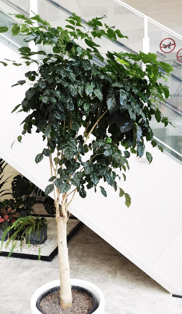 5种"大叶树",叶片绿油油,室内养一盆,既养眼又净化空气