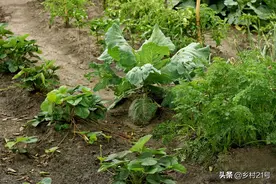 种植蔬菜防治菜青虫，只需要三个小妙招，一个虫眼都没有图片