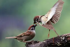 现在看到的麻雀，为什么和小时候看到的不一样？人类也许该反省图片
