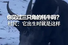 你见过三只角的牦牛吗？村民：它出生时就是这样图片