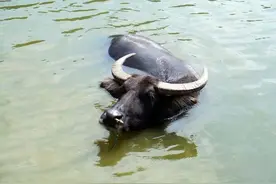 神奇水牛：2010年广西农民养出罕见神奇水牛，声称100万都不卖图片