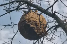 李振平：军营趣事图片