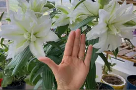 被重瓣百合花“爱莎”的颜值征服了，花径有20厘米，又大又美又香图片