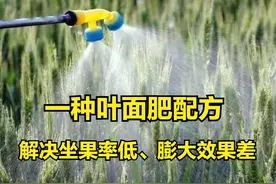 有一种叶面肥配方，它能够解决坐果率低、膨大效果差，价格超便宜图片