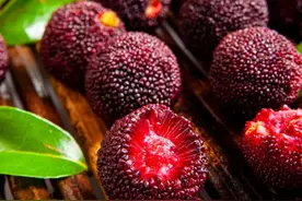 中国最好吃的杨梅，都藏在浙江这些小山村里图片