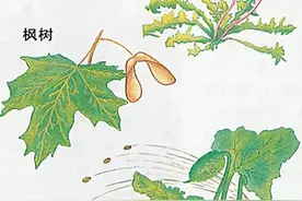 奇妙的生命——22.被设计的生物（下）图片