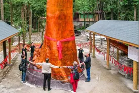 一棵树能卖2.3亿，比黄金还贵的金丝楠木，树苗12元为啥没人种？图片