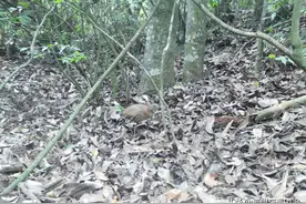 极为罕见！就在浙江图片