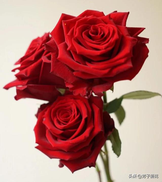 红玫瑰代表的含义和象征,各不相同的红色——十五种经典的红玫瑰 - 冷