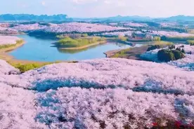“宠游客”诚意满满！今年贵安樱花园停车区至樱花园的摆渡车免费图片