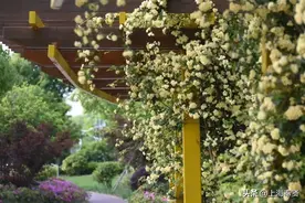 繁花满枝，四月的奉贤，木香花盛开图片
