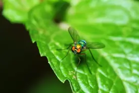 家里厕所总是有小飞虫在“蹦迪”，它们到底啥来头？图片