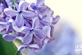 《边城》：所有遇见，都是命中注定图片