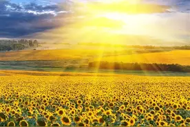 儒释道都讲这个“心”字，到底是什么意思？图片