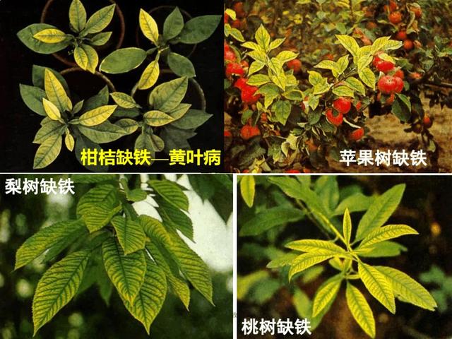 铁肥的作用和缺铁症状，有机铁肥无机铁肥和螯合铁肥的区别