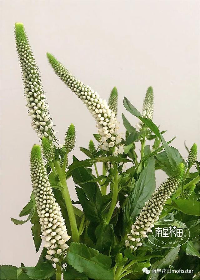 白色鼠尾草 · 凉风有信