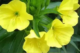 夜间开放的香花——夜来香图片