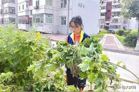 曼陀罗虽美，毒性却很强 网格员清理毒株保安全图片