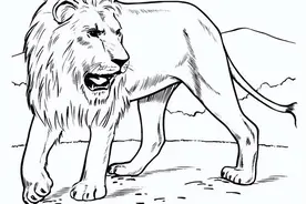 森林之王，6张狮子的手绘线稿图图片