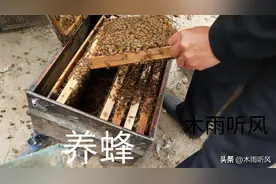 养殖蜜蜂，蜂王死了怎么办？如何保住蜂群？看老蜂农的补救经验图片