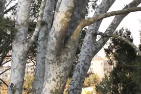 白皮松，举步维艰：价格已跌回20年前！是砍了？还是继续留着？图片