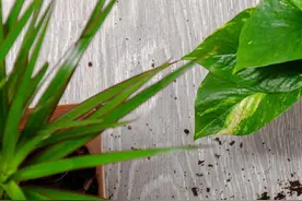 龙血树分头大作战：如何让其分成多头图片