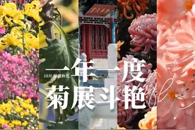 秋风送爽菊花香，来迎泽，打卡太原市第32届菊花展图片